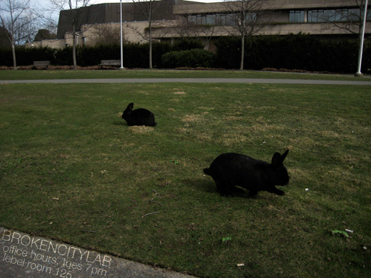 Broken City Lab office hours, bunnies at university of victoria