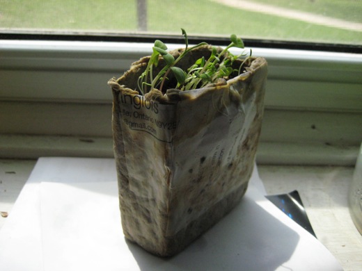 in the sun, drying after watering