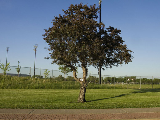 David Blatherwick's Talking Trees