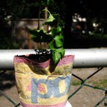 We’re doing some field tests of our magnetic planters with some plants in them. Basically, we want to test to make sure the soil isn’t drying out too quickly and we’re also checking to see how well some plants respond to transplants. Above, you can see there’s a wire around the planter that helps it [...]