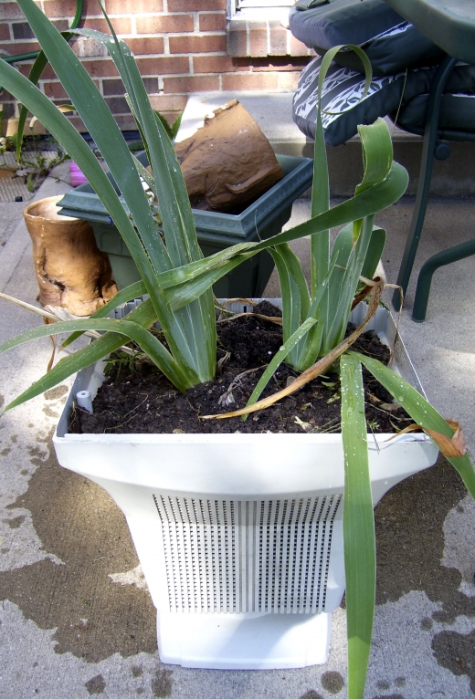 Computer Monitor Planter