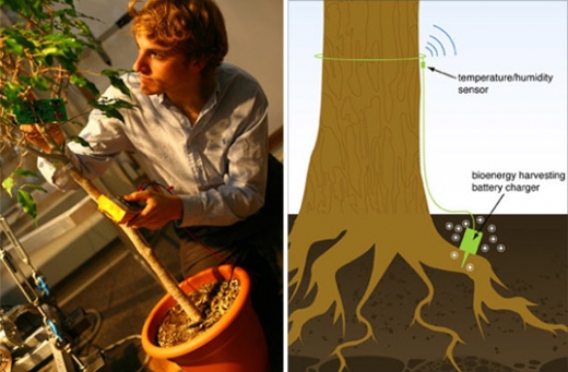 Fighting Forest Fires with Electricity from Trees